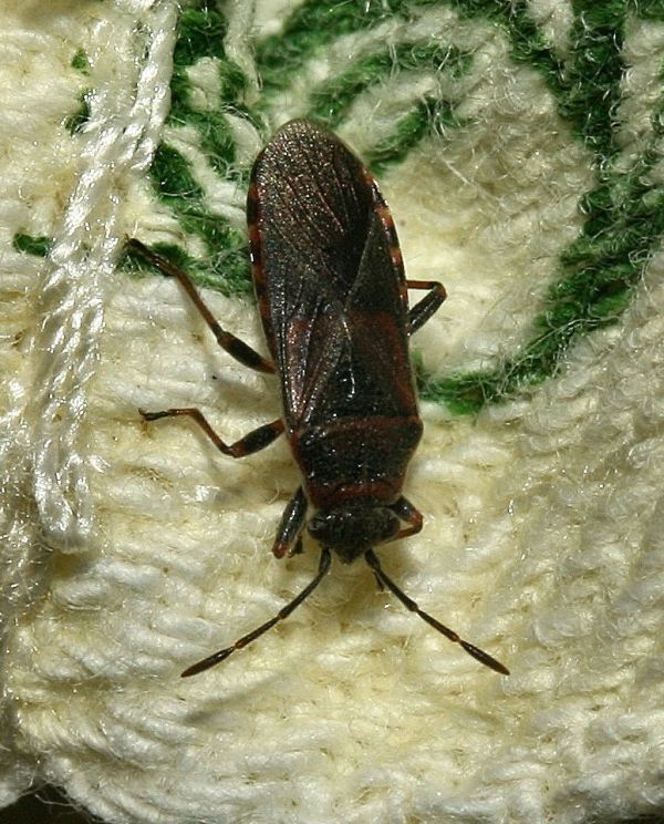 Lygaeidae: Arocatus melanocephalus di Caselette-Torino